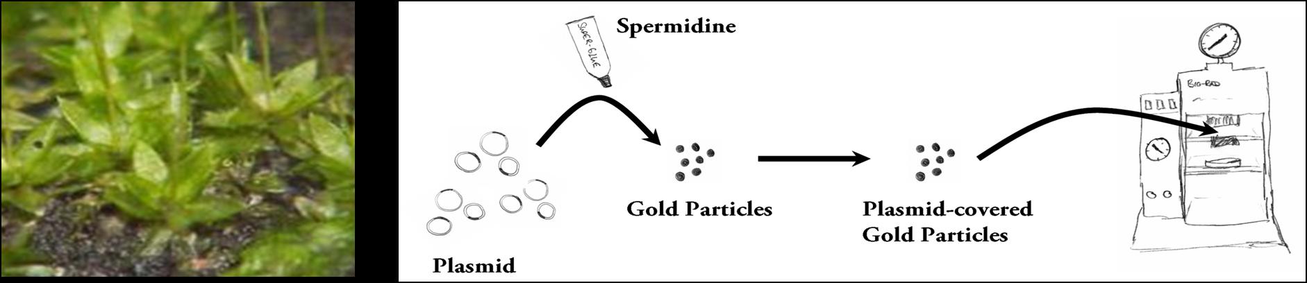 figure 4.jpg