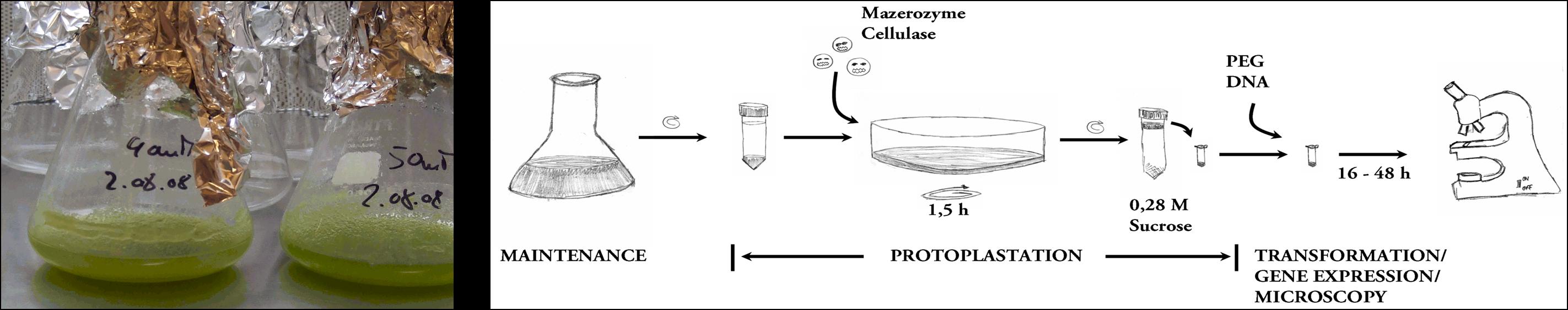 figure 5.jpg