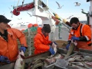 Lofotfiske 2009 059.jpg Lofotfiske 2009 059.jpg