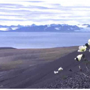 bilde svalbard.pspimage bilde svalbard.pspimage