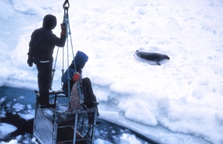 Sealpup waiting for researchers En selunge venter på å veies i Vestisen