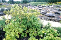 Angelica Angelica