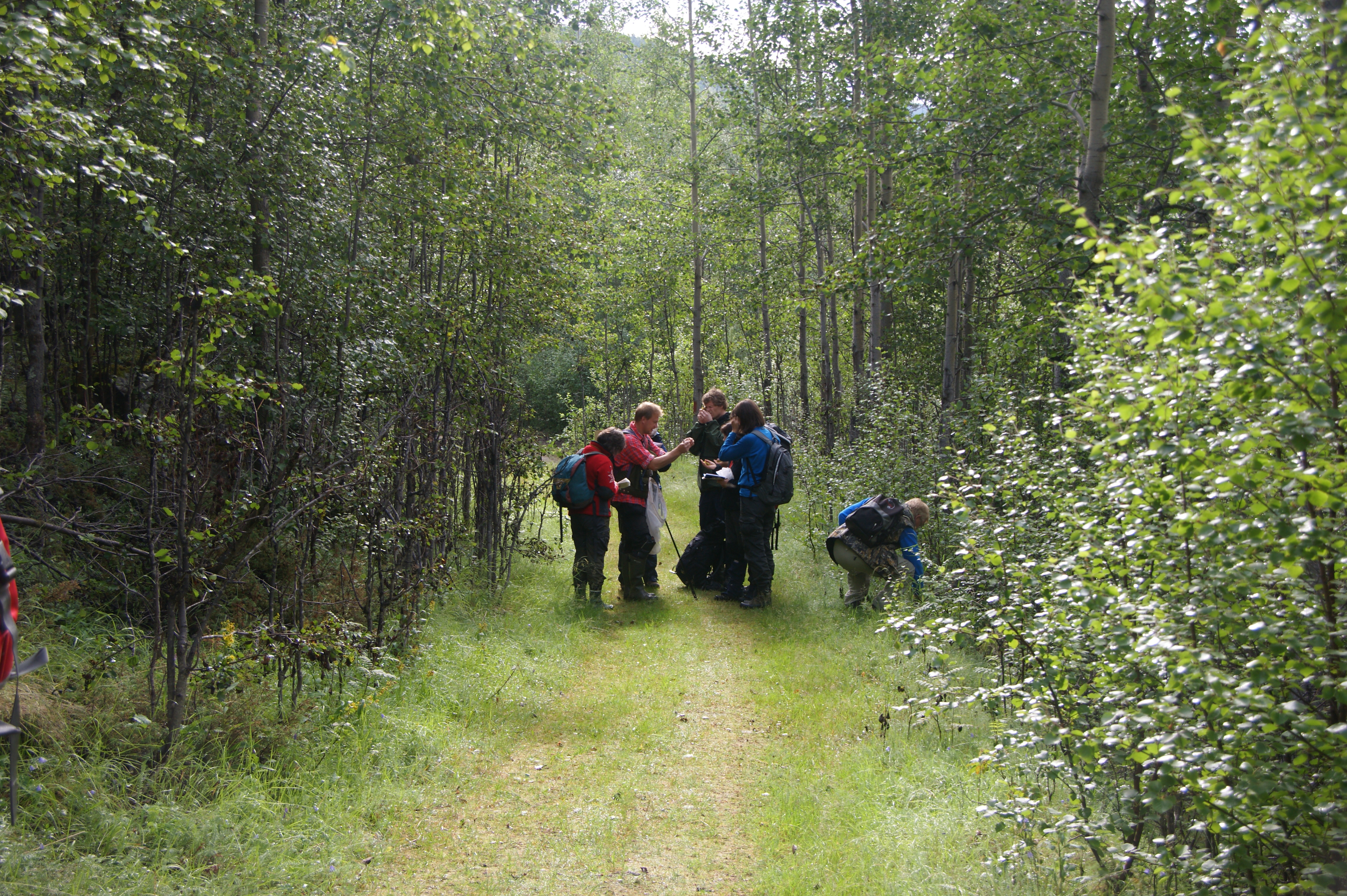 Mosegruppen i aksjon ved Brennfjell.JPG