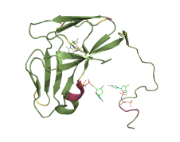 dUTPase_assignment.png (Bredde: 180px)