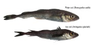 Polarcod and icecod together.JPG (Bredde: 180px)