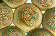flekksteinbitegg.gif (Bredde: 180px) flekksteinbitegg.gif (Bredde: 180px)