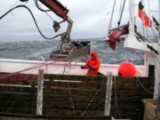 Forskningsgruppa for Ressursforvaltning og næringsutvikling Lofotfiske 2009 024.jpg (Bredde: 180px)