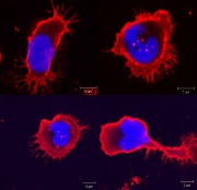 Forskningsgruppa for Fiskeimmunologi og vaksineutvikling Forskningsgruppa for fiskeimmunologi og vaksineutvikling