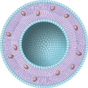 liposome and incorporated drug.jpg (Bredde: 180px)