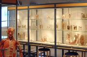 Fellesinstrumenter - Anatomisk avd (Bredde: 180px) Fellesinstrumenter - Anatomisk avd (Bredde: 180px)