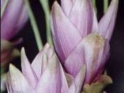 Curcumin.jpg (Bredde: 180px)