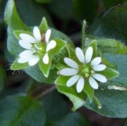 Vassarve (Stellaria Media) Vassarve (Stellaria Media)