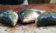 Colourbox: Fisk (Bredde: 180px)