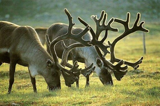 Rein NORSIL grønn.jpg (Bredde: 560px)