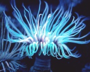 -Sea-Anemone.jpg (Bredde: 180px)