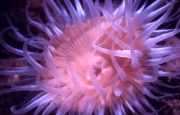 White-striped-Anemone.jpg (Bredde: 180px)