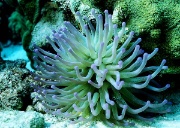 Sj&oslash;anemone.jpg (Bredde: 180px)
