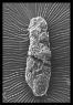 SIB - encellet dyr.jpg (ungsinn: 130px)