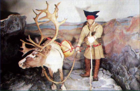 Samekulturen - høstflytting.jpg A Sami travelling with his reindeer.