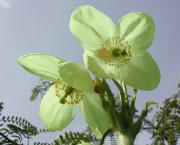 Meconopsis integrifolia mot Rhod. 4 15.7.08.beskjær.2.jpg