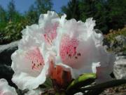 Rhododendron proteoides x yakushimanum