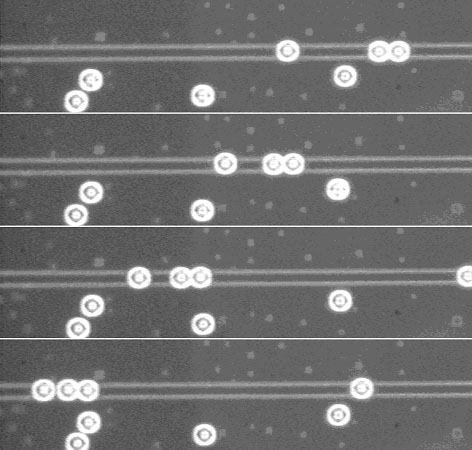 Figure 2. Sequence of images illustrating a chain formation of polystyrene particles propelled on top of a waveguide.