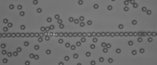 Figure 3. Long chain formed of 7 µm diameter polystyrene particles.