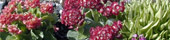botanisk
