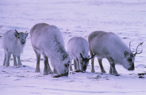 Svalbard rein (Bredde: 560px) Svalbard rein (Bredde: 560px)