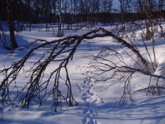 Sporing av hare (Bredde: 560px)