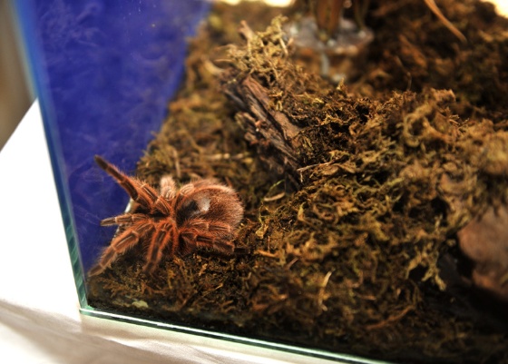 tarantella -72.jpg (Bredde: 560px)