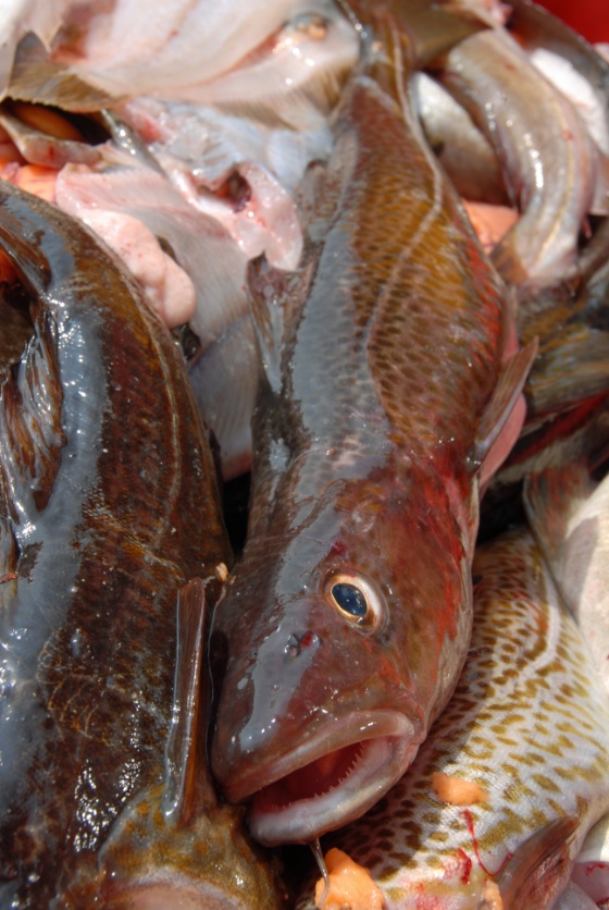 torsk.jpg (Bredde: 560px)