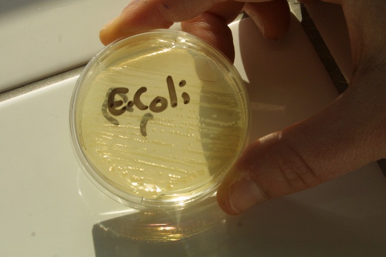 ecoli.jpg (Bredde: 560px)