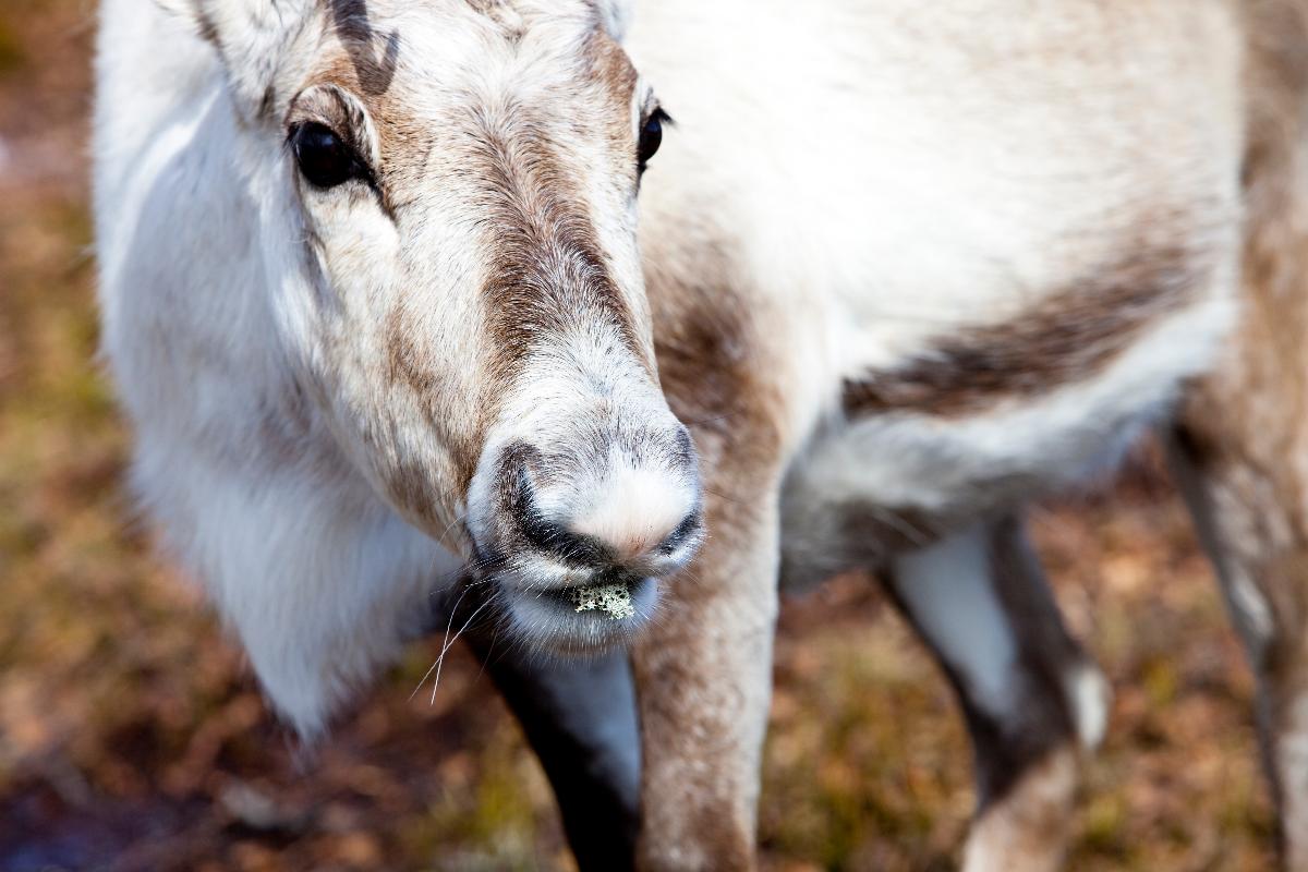 Reinder Rustema Rudolph's eyes turn blue for Christmas | UiT