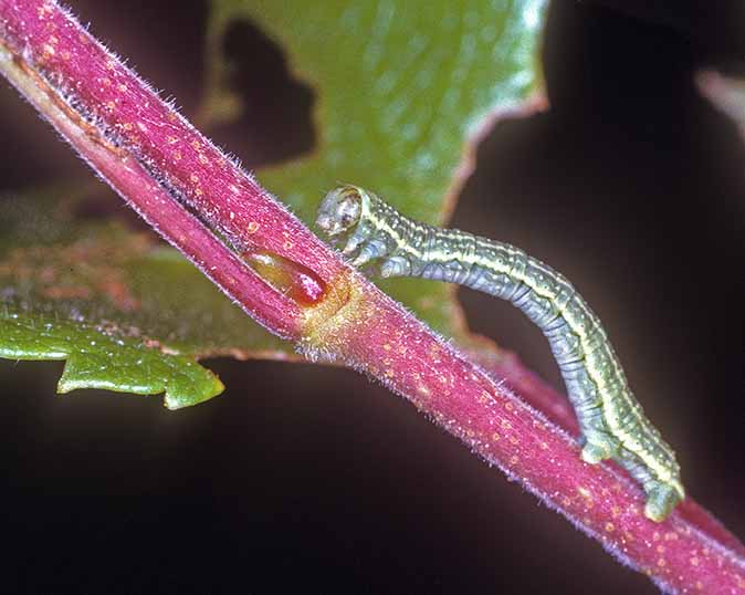 Målerlarve (Operophtera brumata)