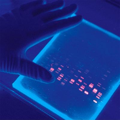 Illustrasjonsbilde Nyutviklet elevopplegg i DNA-teknologi