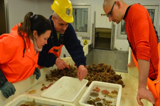 Gunilla Eriksen, Robert Johansen og Johan Svenson gransker organismer som er hentet opp fra havbunnen, om bord på Helmer Hanssen. Foto: Erling Svenson
