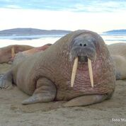 Klikk på bildet for større versjon