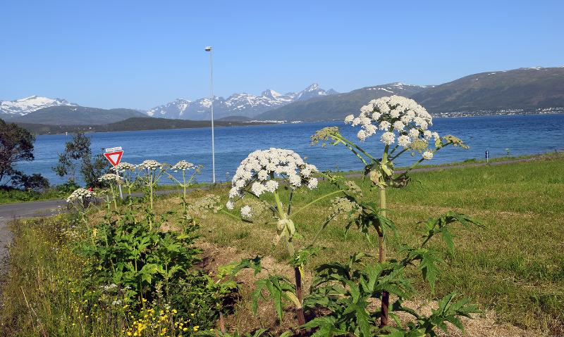 Tromsøpalmen er et velkjent syn i Tromsø. Foto: Dilli Prasad Rijal