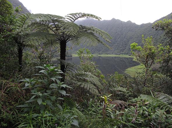 Et av voksestedene for Gibbosporina, et dalsøkk med 12 000 mm regn i året på den franske øya Rèunion nært Madagaskar. Foto: Arve Elvebakk