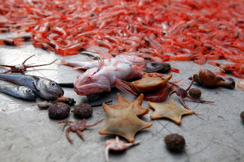 Det lever mange artige skapninger i havet. Forskning viser at vi bør spise minst to-tre fiskemåltider i uka for å få en helseeffekt. Foto: Karine Nigar Aarskog