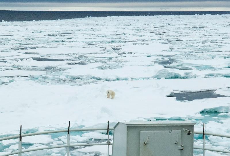 Kongen av Arktis foran baugen på forskningsskipet Helmer Hanssen på 80 grader nord. 