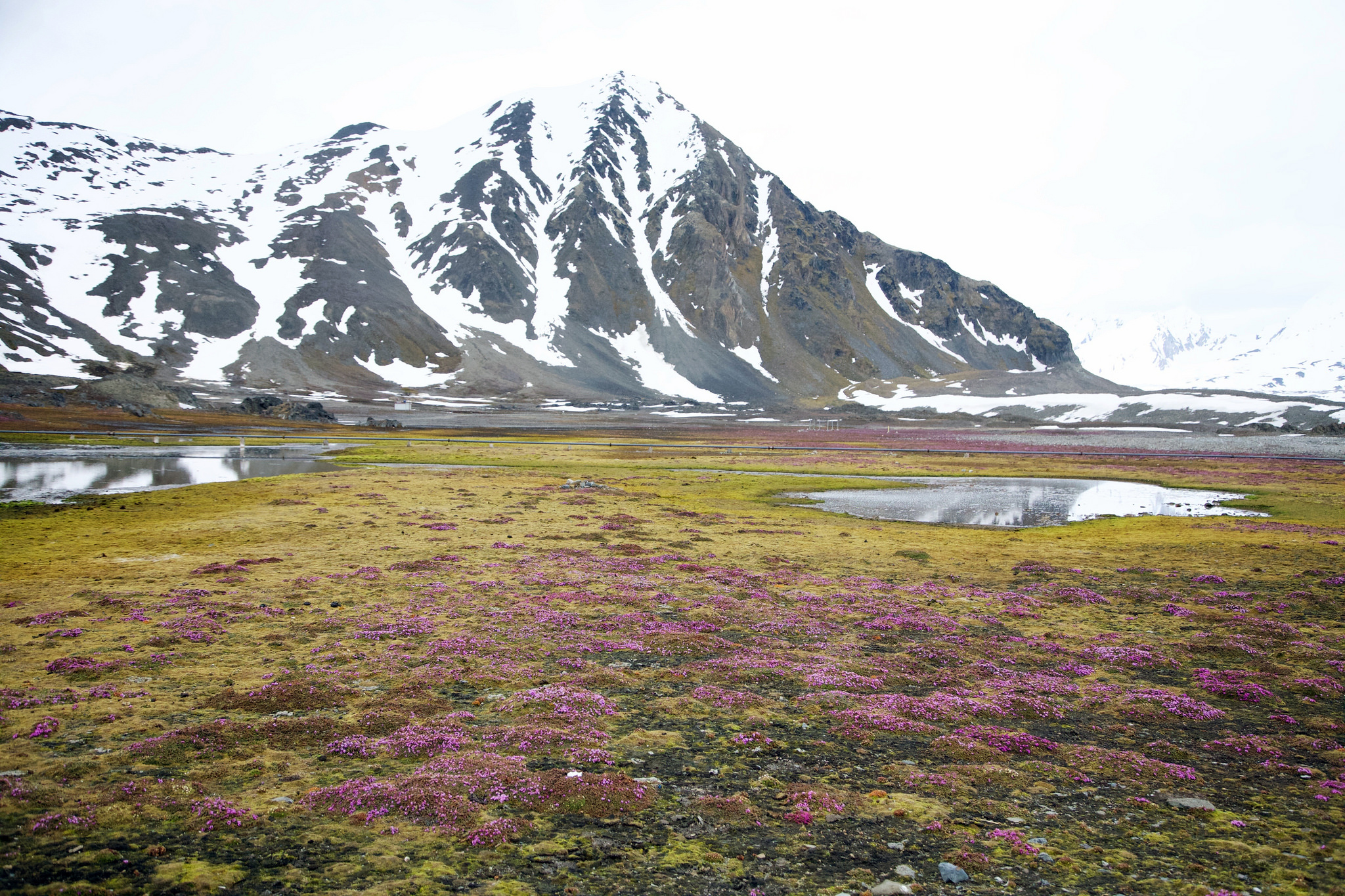 Rødsildra vokser over store deler av Svalbard, også i Hornsund.