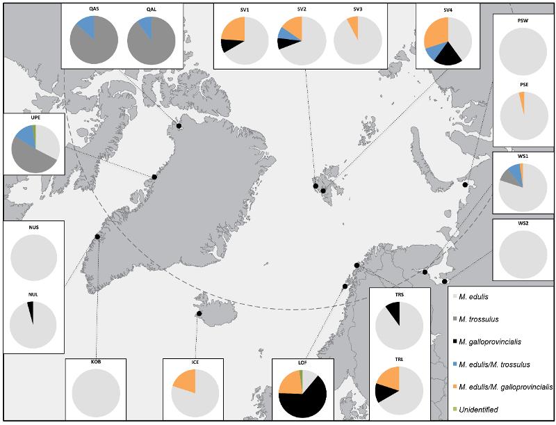 Oversikt over artssammensetning av forskjellige arter blåskjell på Grønland, Svalbard, Island, Nord-Norge og Russland.