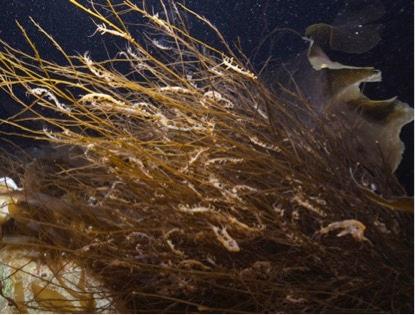 Spøkelseskreps.jpg Spøkelseskreps er rovdyr som bruker sine store ”krabbeklør” til å fange små byttedyr i vannmassene rundt. Man kan ofte se dem sitte i jaktposisjon med bakkroppen festet til underlaget og forkroppen stående opp med klør som er klare til å fange et uheldig forbipasserende byttedyr.