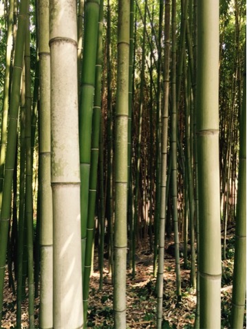 Bambus er en gruppe planter som er kjent for &aring; vokse fort og v&aelig;re viktig mat for kjempepandaen. 