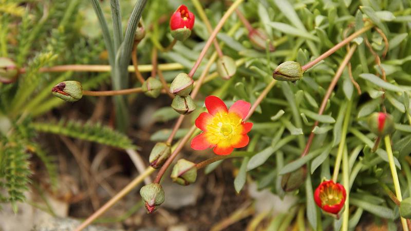 Botaniker Arve Elvebakk beskrev denne planten, Calandrinia Ranunculus, som en ny art sammen med to chilenske kolleger i 2015. Den vokser kun på steppene i de sørlige delene av Argentina og Chile. Her blåser det ekstremt mye, derfor driver plantearten i stor grad selv-pollinering – det er det tryggeste valget for dem.  