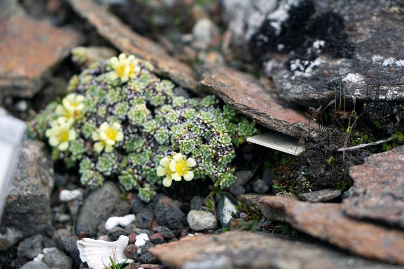 Naturhybrid av Saxifraga meeboldii og pulvinaria. I Tromsø arktisk-alpine botaniske hage finnes rundt 400 ulike typer som stammer fra Saxifraga-familien.