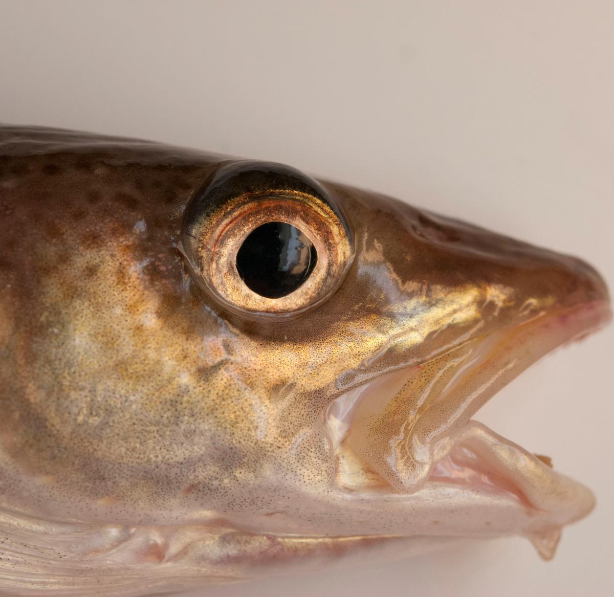 When plastic becomes part of Arctic fish diets | UiT