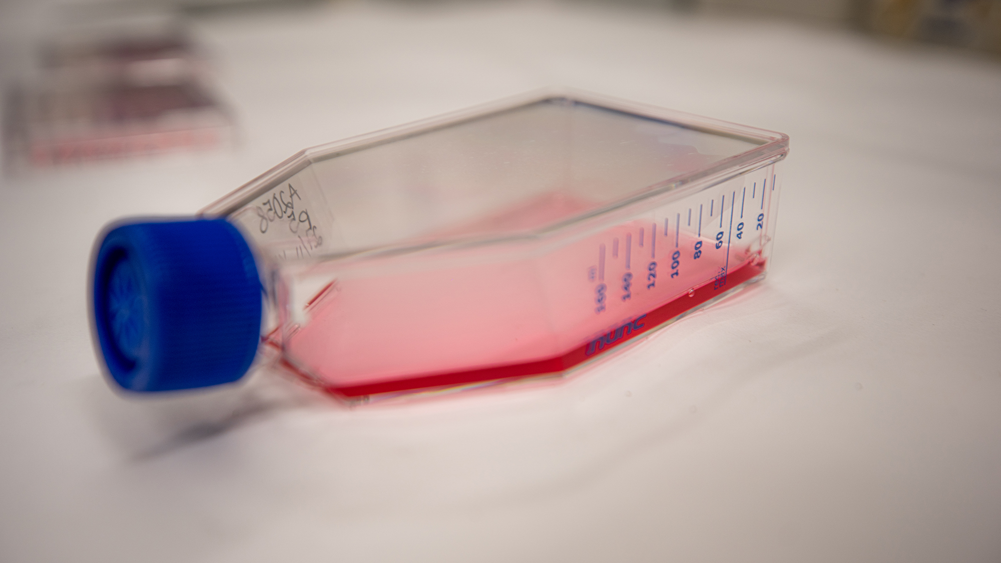 Forskerne testet molekylet på prøver av blod med mange forskjellige kreftceller. 
